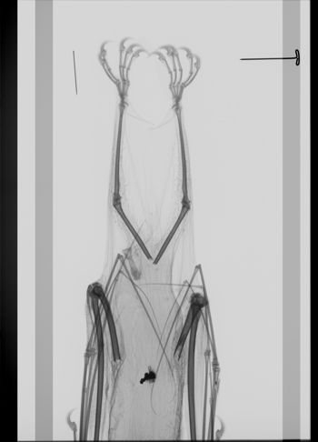 Media type: image; Mammalogy 35226   Description: Xray of skin.;